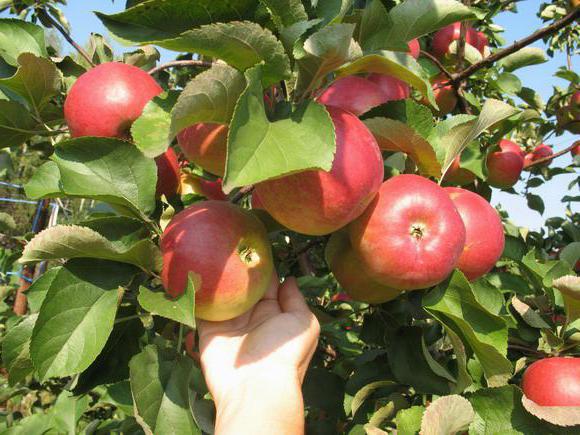  Tamaño de las manzanas maduras.