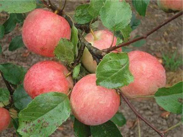  Cosecha de manzanas