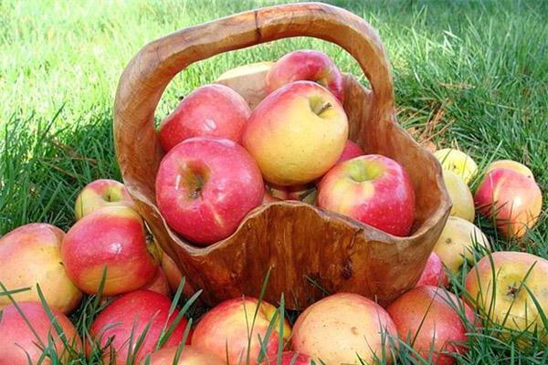  Apples Apples