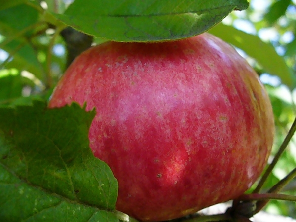  Avantajul soiului Honey este că fructele mărului coapte nu se sfărâmă