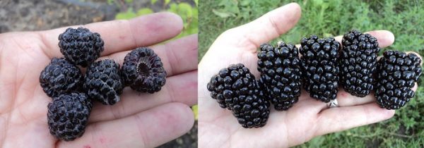  blackberry