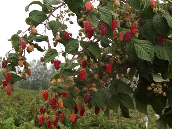 Raspberry bush bryansk divo