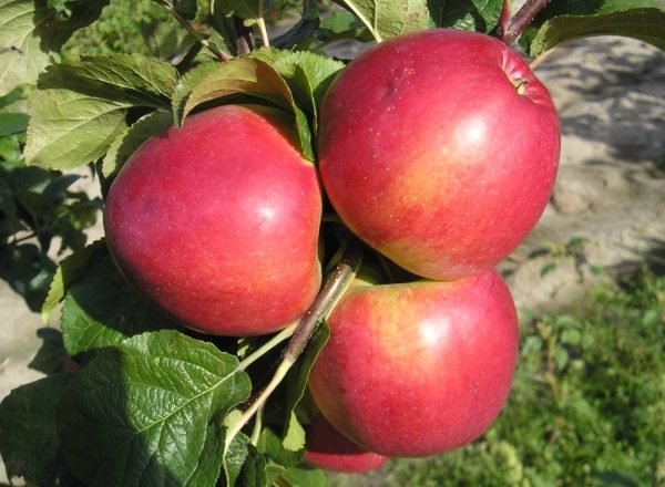  Apple Honey, or Medunitsa: characteristics and description of the variety, planting and care