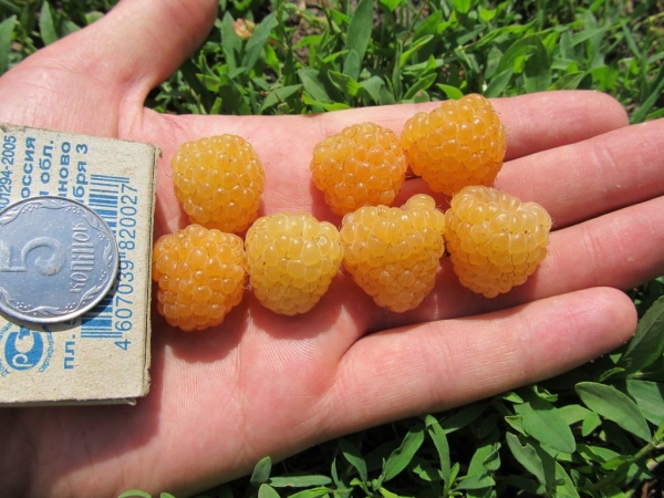  El gigante de la frambuesa amarilla tiene muchas virtudes.