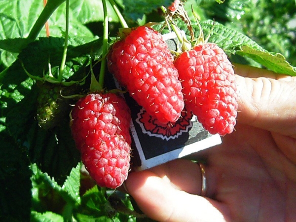  Raspberry Krasa Russia belongs to frost-resistant varieties