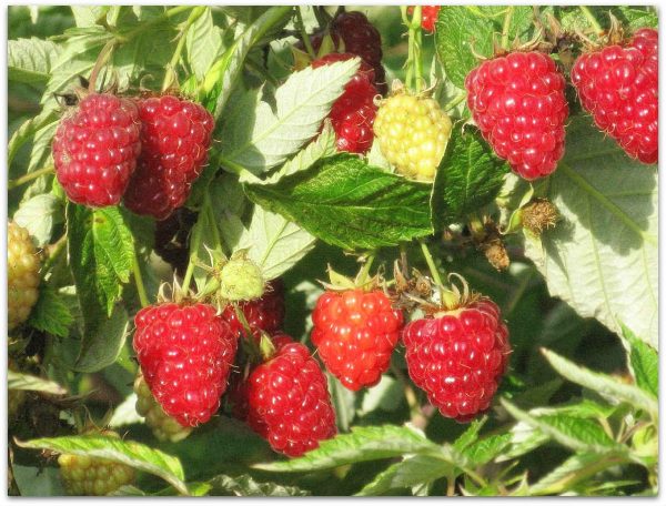  Bush with raspberry Pride of Russia