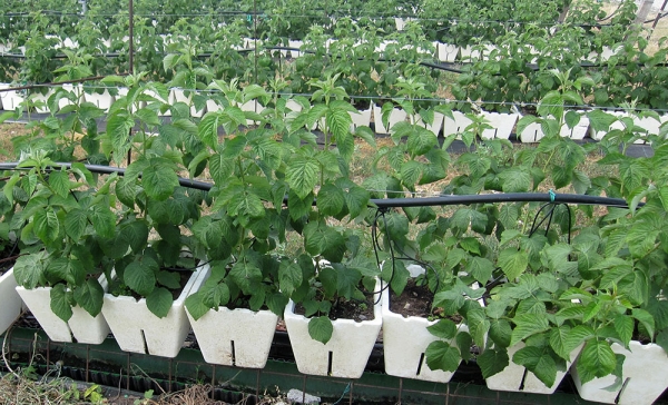  Raspberries can be grown from seeds in open ground and in pots
