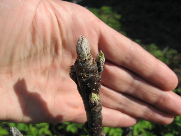  Il presidente della cultivar di mele kolonovidnaya ha molti vantaggi