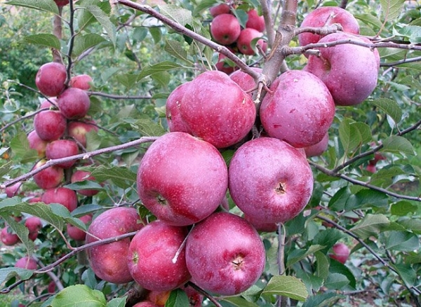  Spartan apple varieties: description and characteristics, rules of planting and care