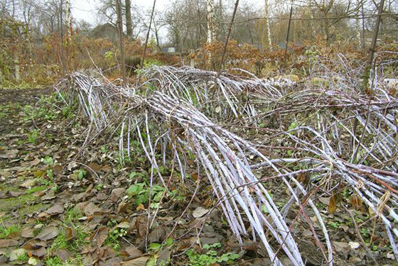  Preparing raspberries for winter