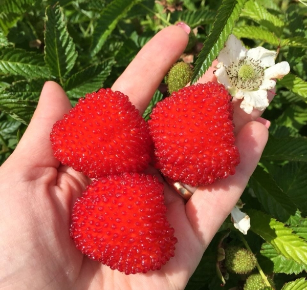  La frambuesa tibetana sabe a moras con ligeras notas de piña.