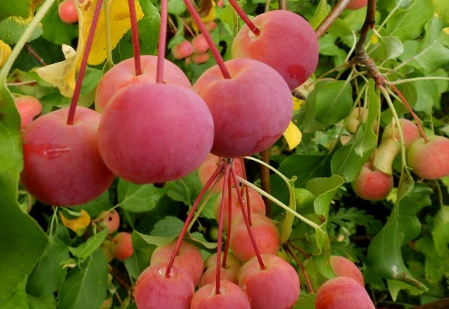 Chinese apple tree