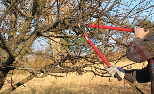  To improve the crop, the tree must be thinned.