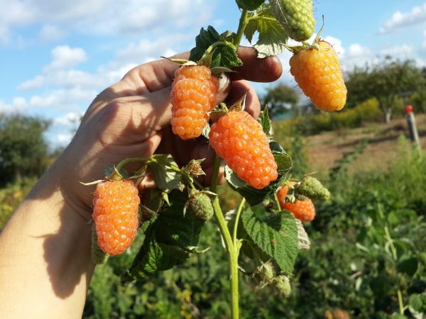  Raspberry bush on a raspberry farm