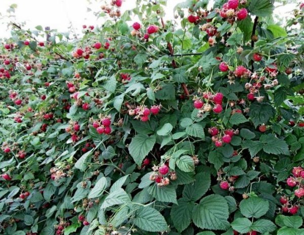  Raspberry bush indian summer