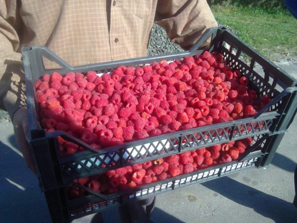  High yield - one of the advantages of the variety Polana