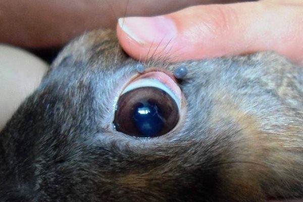  Existing eye diseases in rabbits