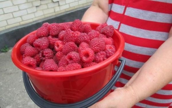  Large Polka Raspberry Yanodas in a Red Bucket