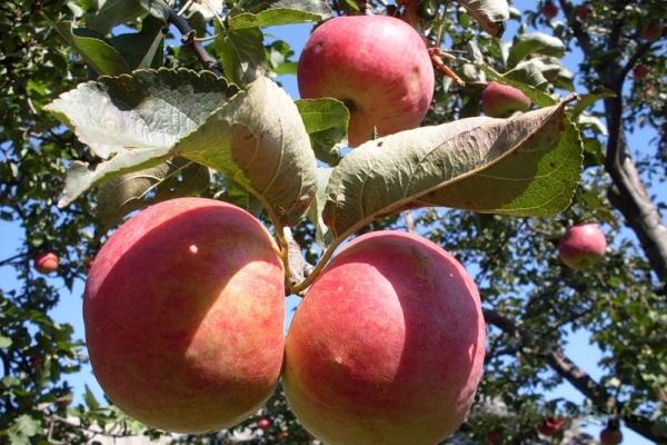  Zhigulevskoe apple varieties: descriptive characteristics, selection history