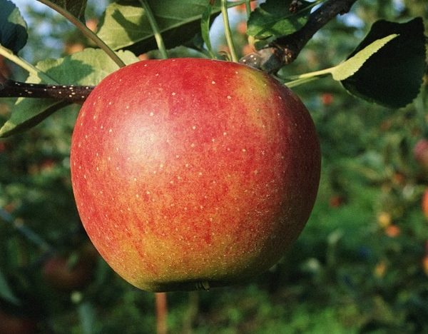  Variedades De Manzanas