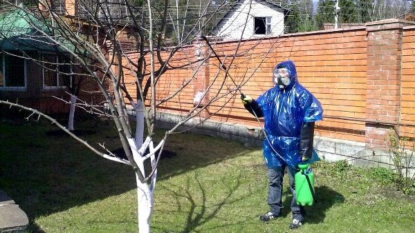  Treating apple trees with poison