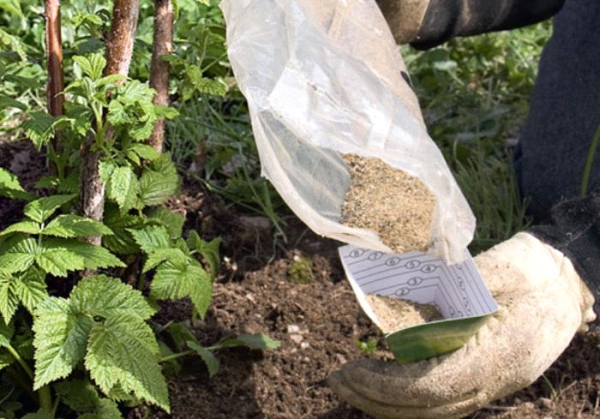  In the wells before planting raspberries put nitrogen and mineral fertilizers