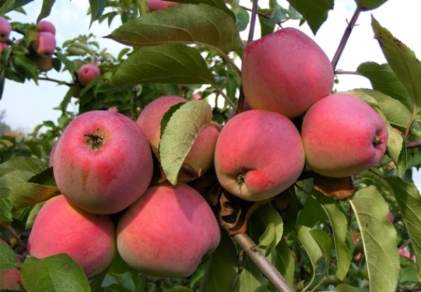  Apple variety Kandil Orlovsky: description, characteristics, planting and care
