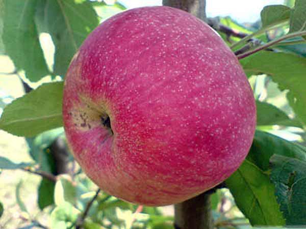  Shtrifel da Apple