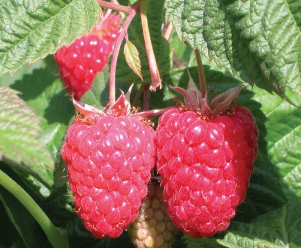  Raspberry variety Beauty of Russia: description, advantages and disadvantages