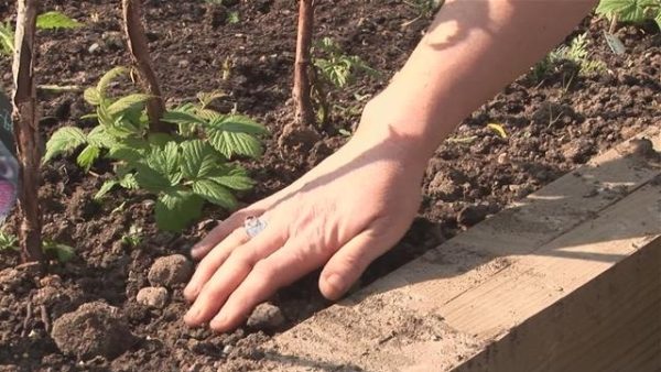  Planting raspberry