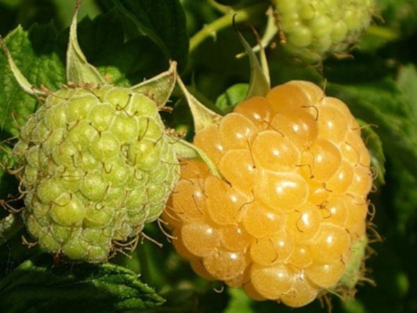  Raspberry Apricot Berries