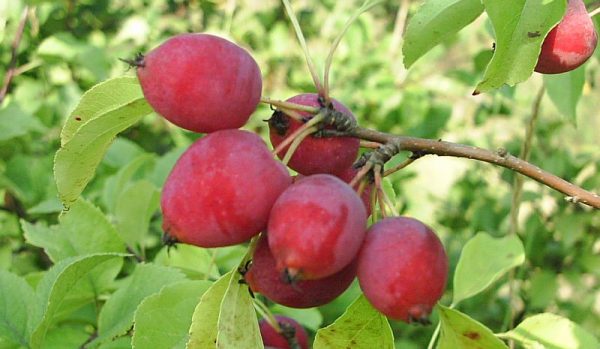  Os frutos das variedades vermelhas da macieira chinesa
