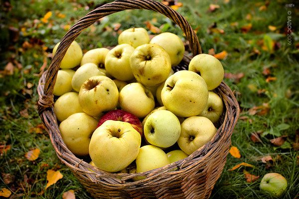  Antonovka apples in a basket