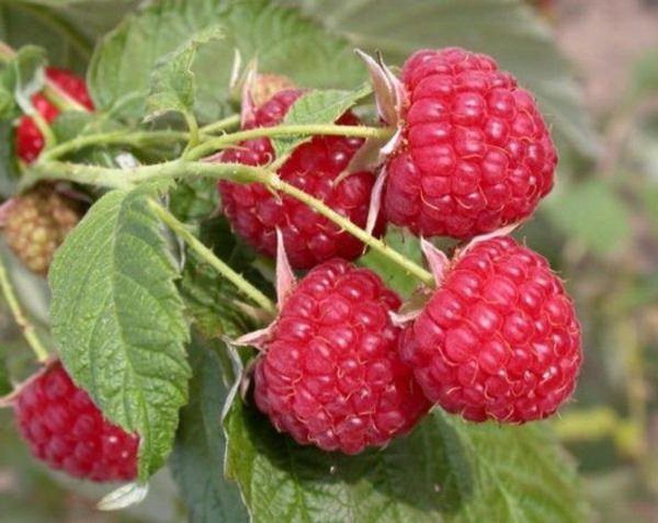  Berries do not turn sour during heavy rainfall