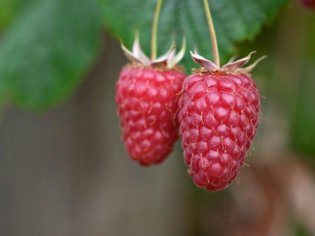  Raspberry giant