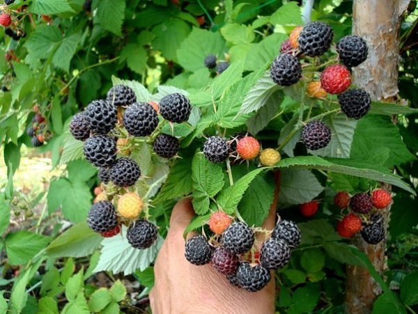  Cumberland Black Raspberry