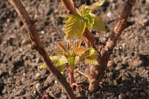  Las frambuesas plantadas pueden ser en primavera y otoño.