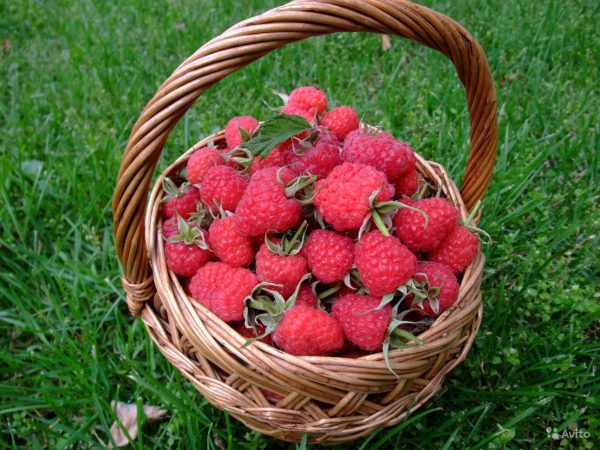  Raspberry harvest