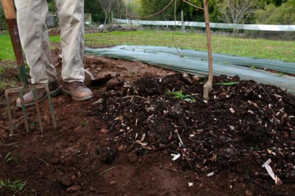  Top dressing by potash-phosphorus fertilizers for apple trees