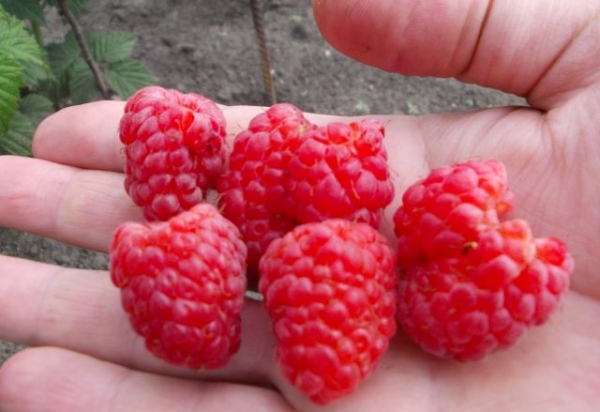  Raspberry Maroseyka besshipny and kupnoplodnaya