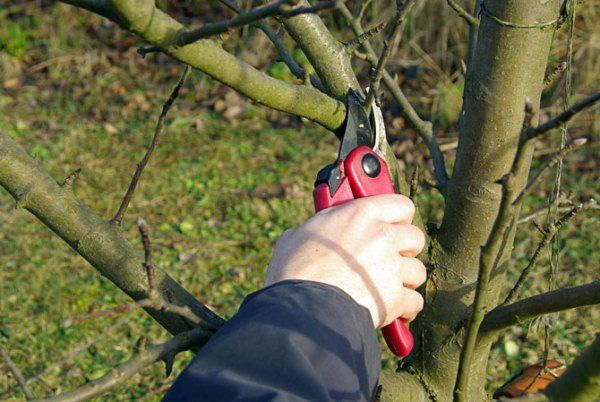  Pruning apple trees in spring