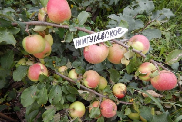  Zhigulevskoe apple variety is considered fruitful, self-pollinating