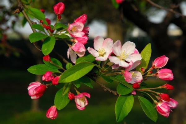  Depending on the region of apple growing, Glory to the Victors bears fruit both in summer and in autumn