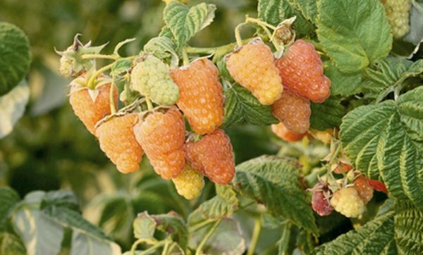  Raspberry berries Orange miracle on the bush