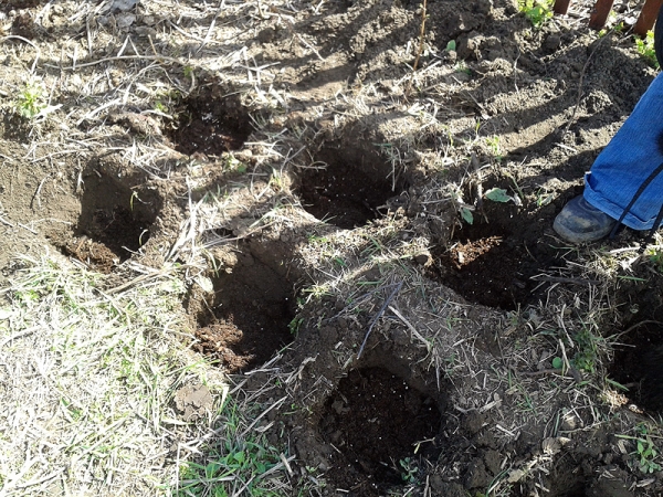  Patching or cluster method of transplanting is suitable for remontant raspberries in the autumn
