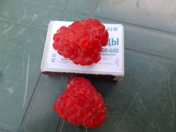  Tarusa raspberry berries of considerable size