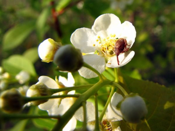  Flor de maçã