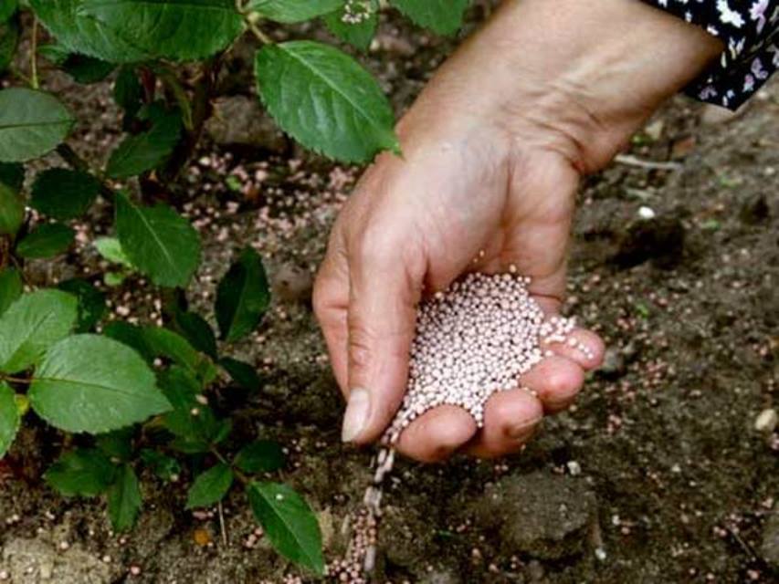 Top dressing raspberry autumn