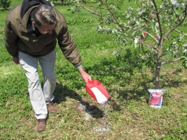  O curativo superior é crucial durante a floração.