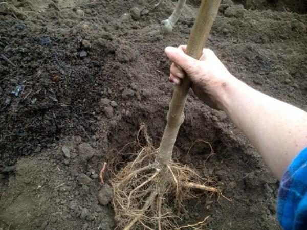  Planting seedlings